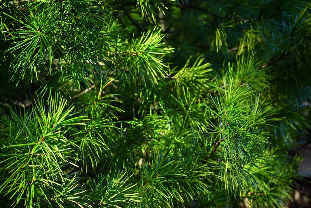 Japanese umbrella pine or Koya-maki tree in Koyasan, Japan. The trees is one of Japanâ€™s five scared trees