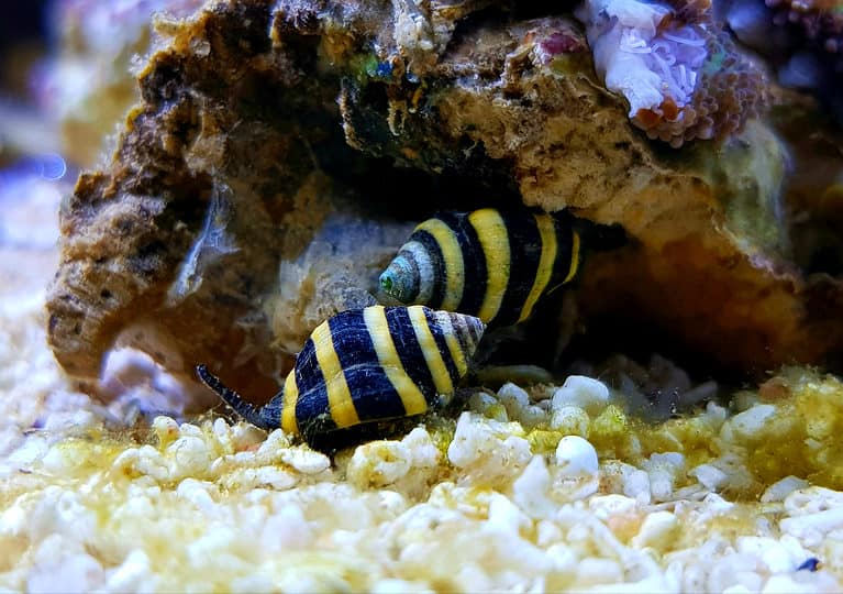 Assassin (bumblebee) snails in aquarium