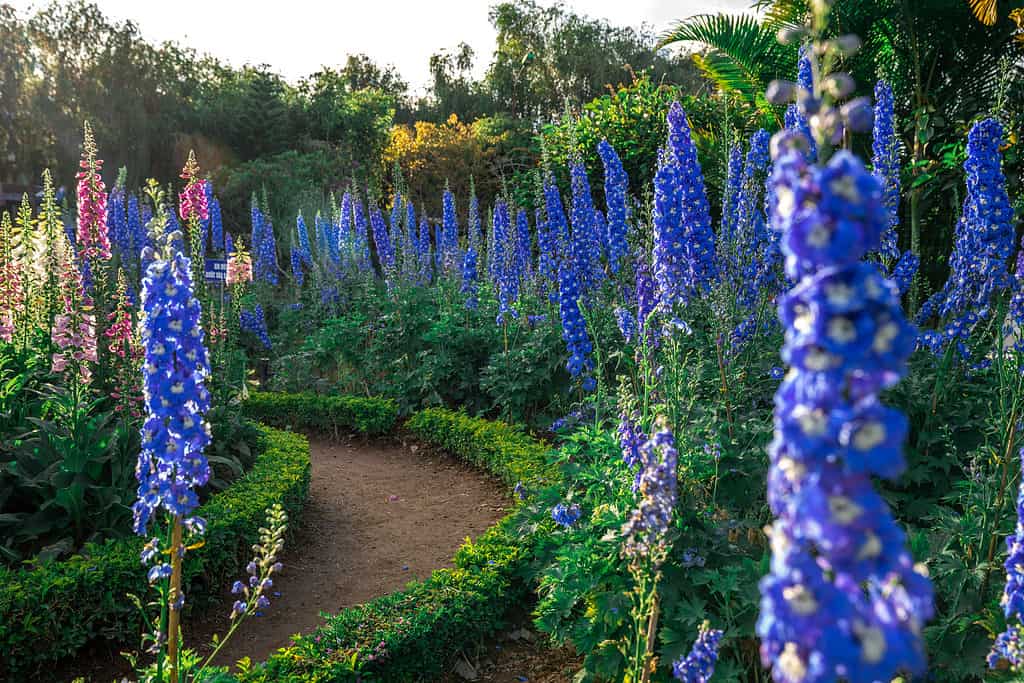 A group of tall blue Delphinium flowers.