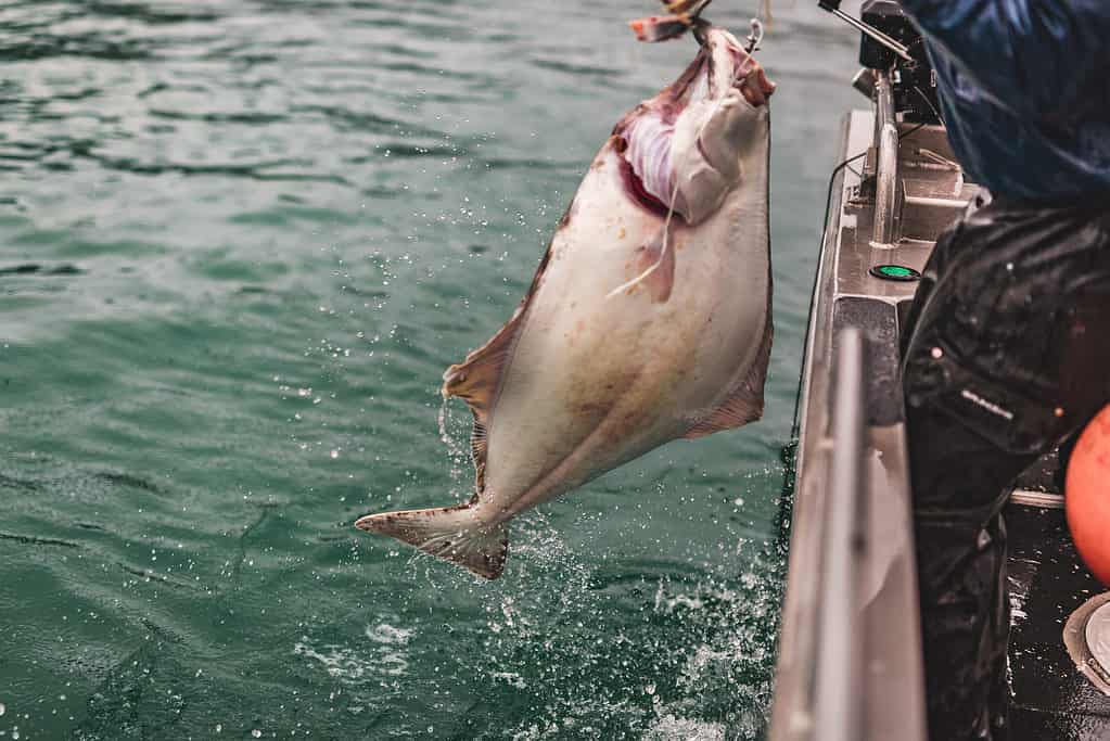 Halibut on a fishing line