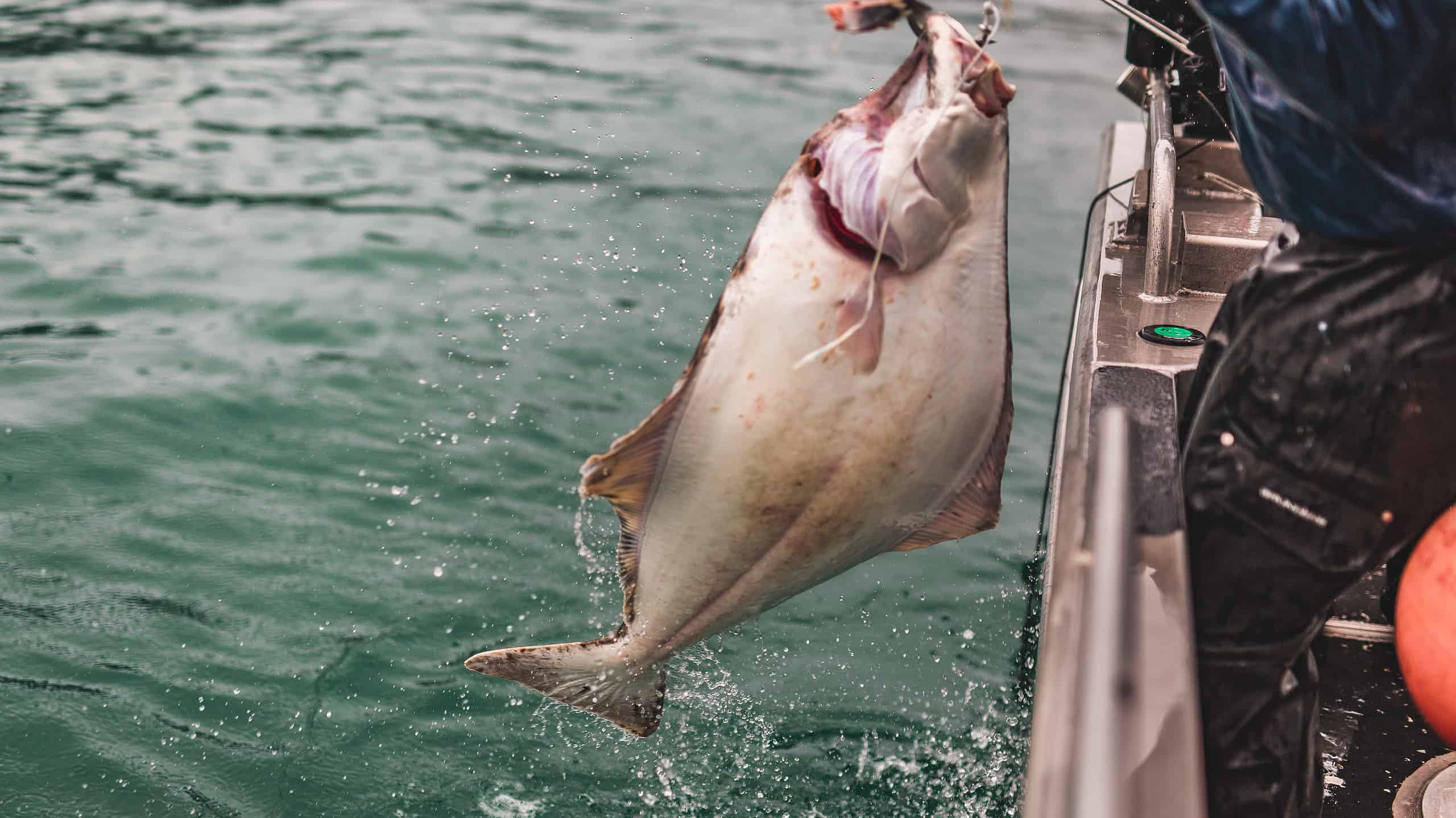 Halibut on a fishing line