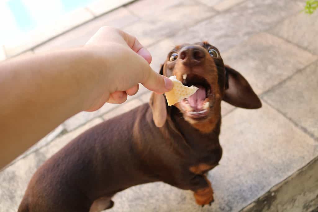 Dachshund dog eating a piece of bread