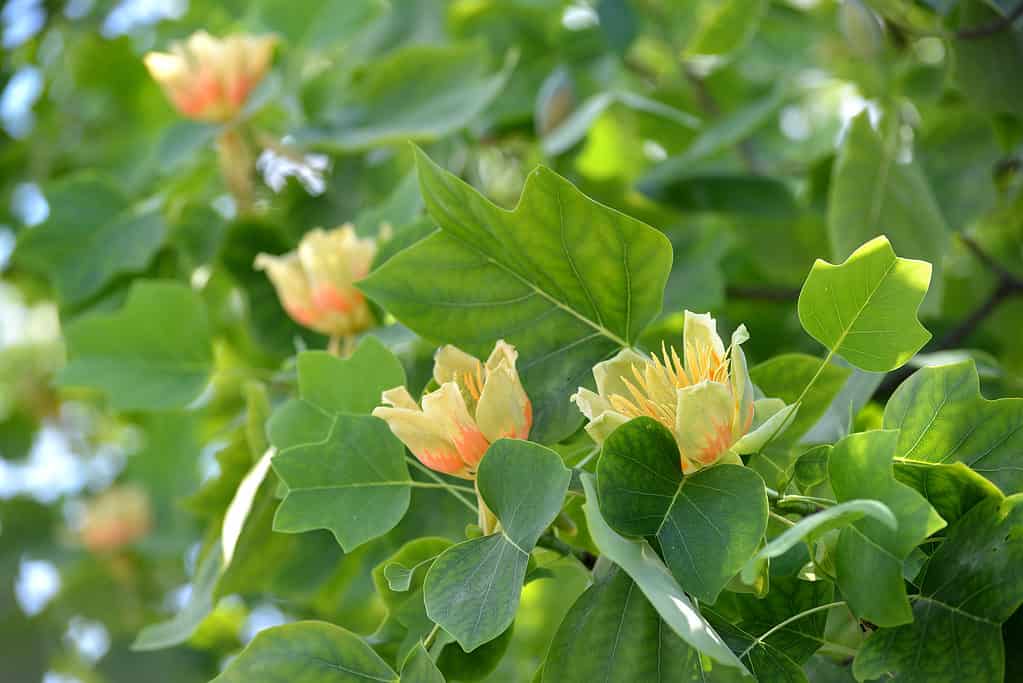 Tulip Tree