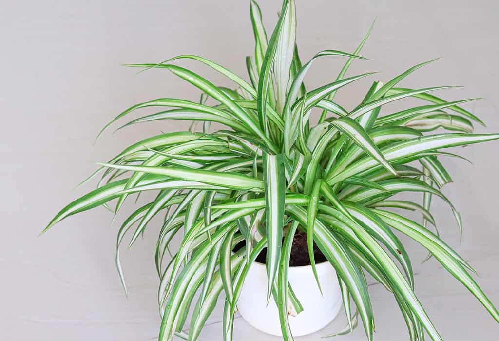 A spider plant in a pot with variegated leaves