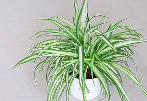 Discover the 7 Biggest Downsides of Spider Plants Picture