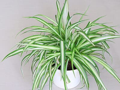 A Discover the 7 Biggest Downsides of Spider Plants
