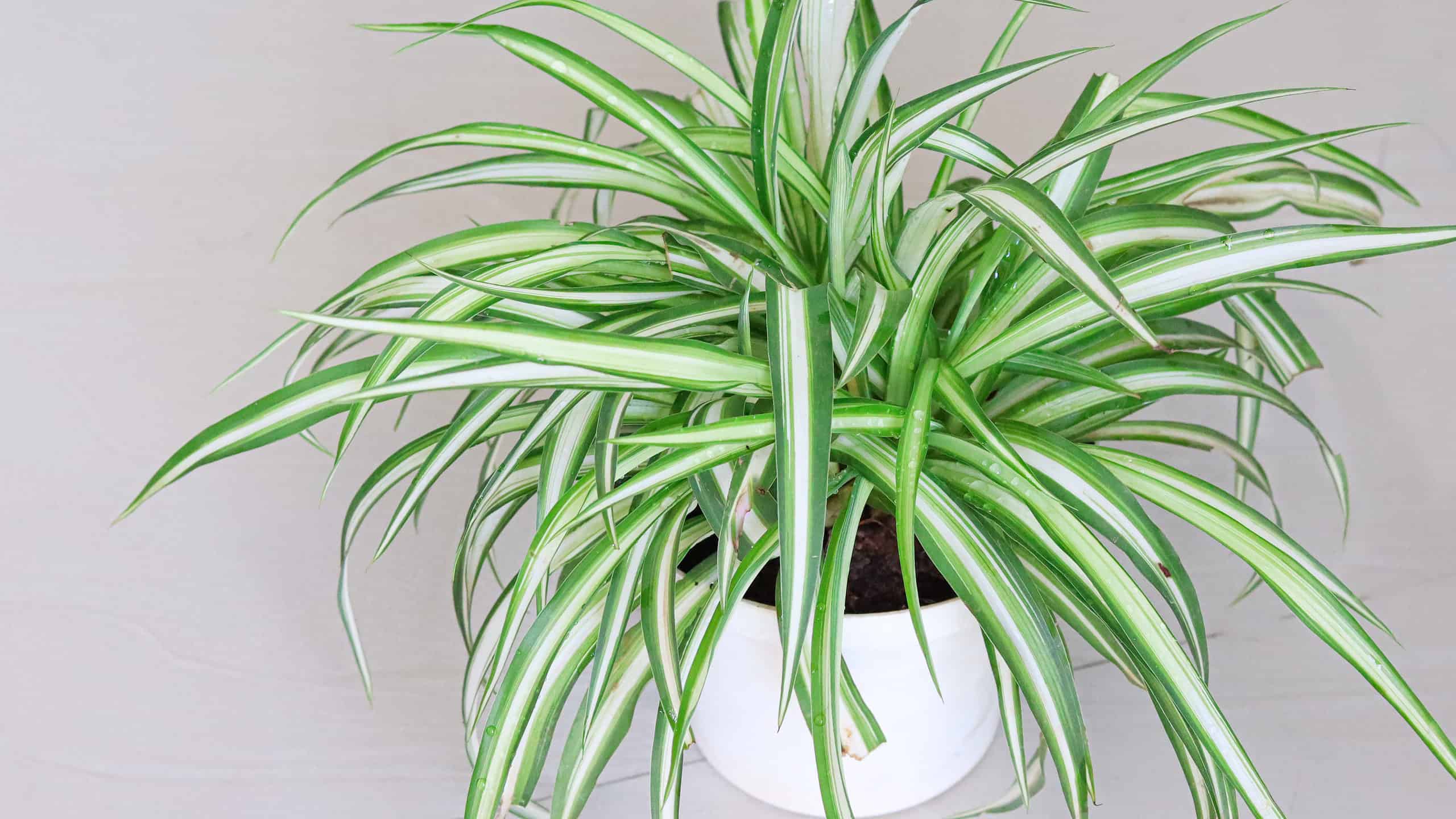 A spider plant in a pot with variegated leaves
