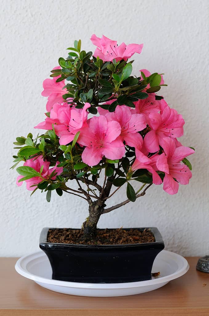 large pink azalea blooms on small bonsai