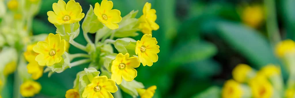 Close-up of yellow cowslip flowers