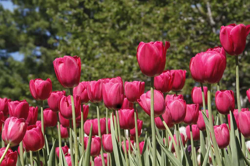 A field of dark pink Acropolis Tulips