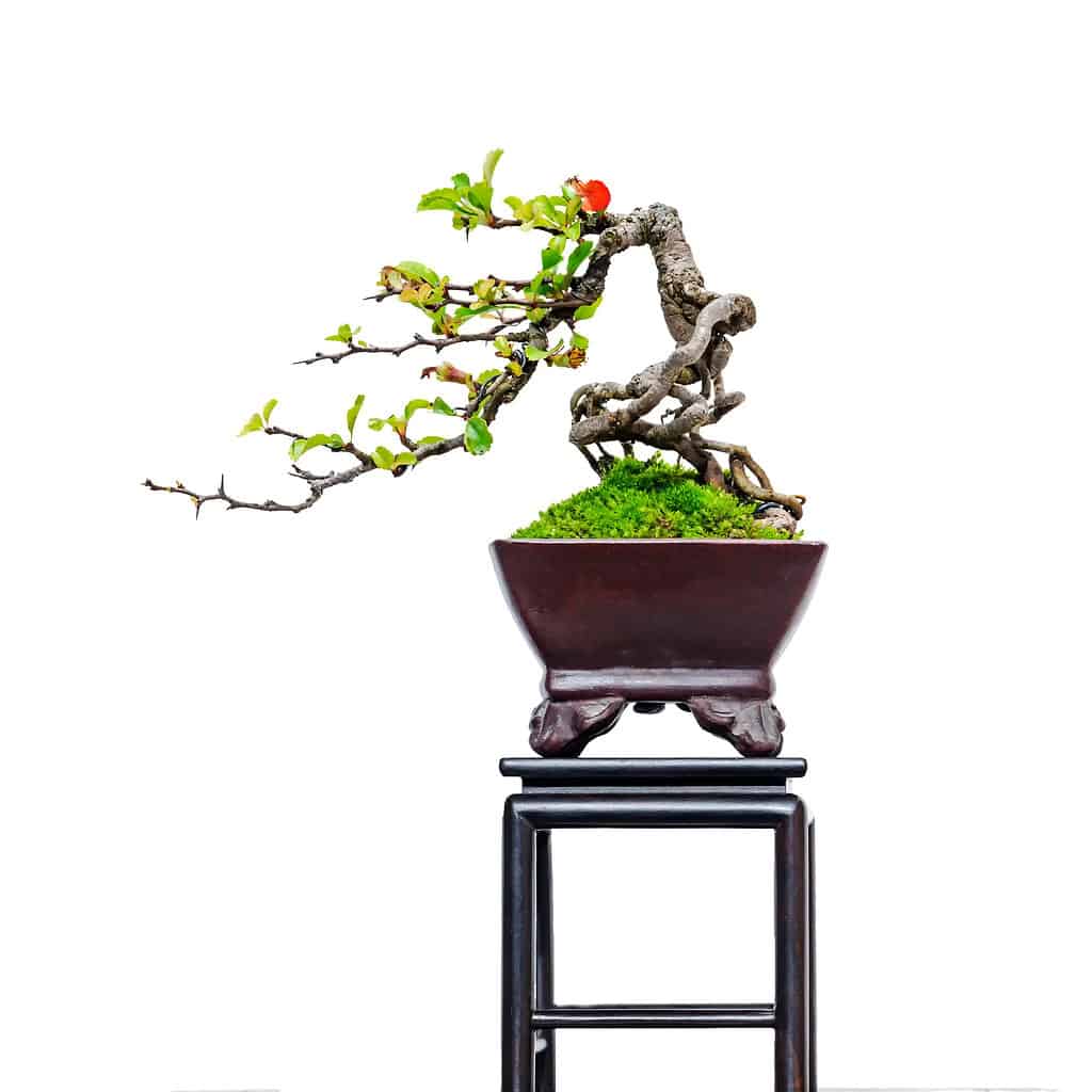crabapple bonsai isolated on white background