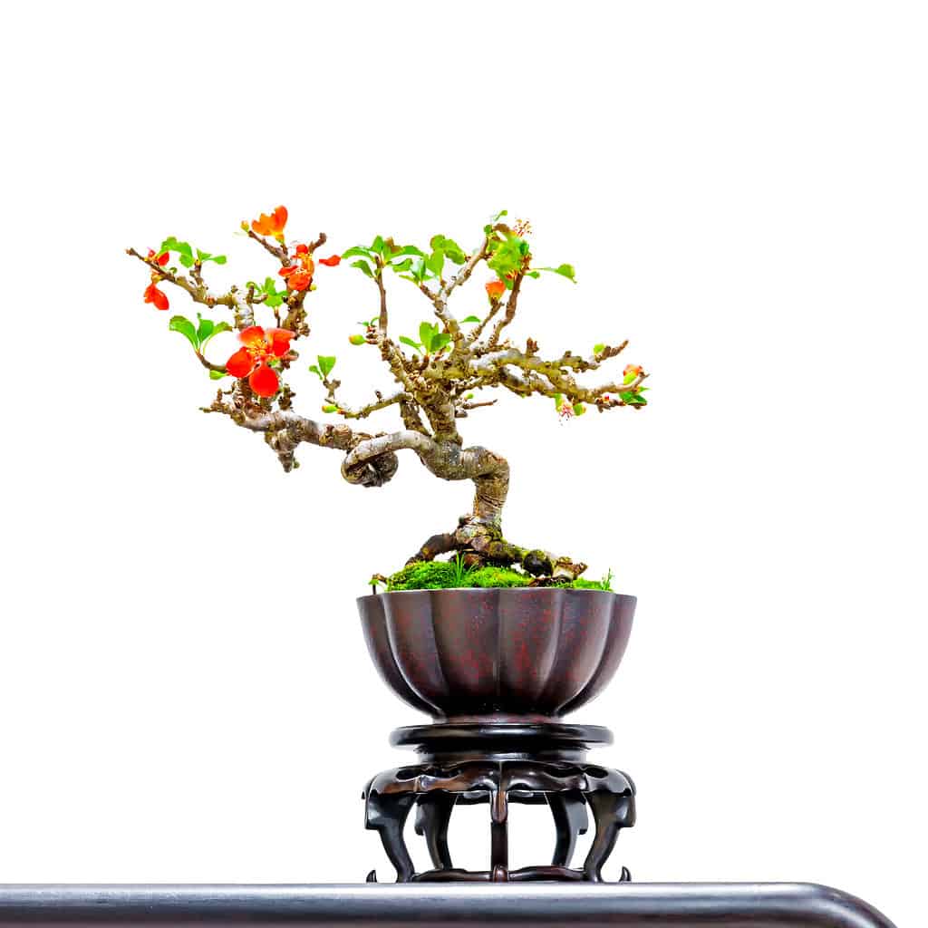 Crabapple bonsai isolated on white background