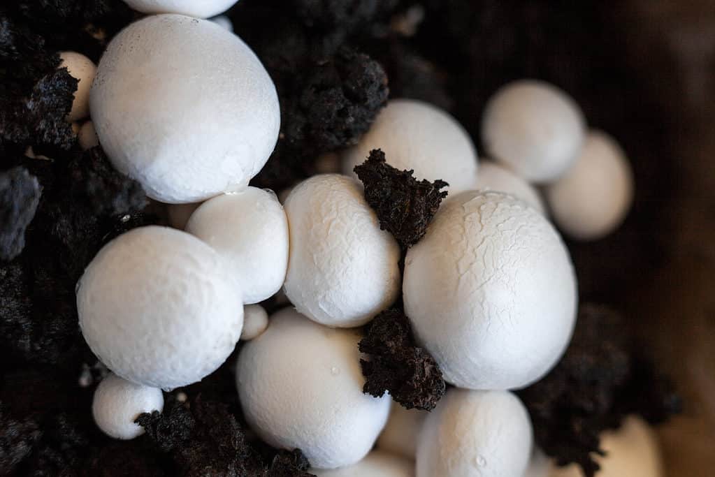 Growing button mushrooms (Agaricus bisporus)