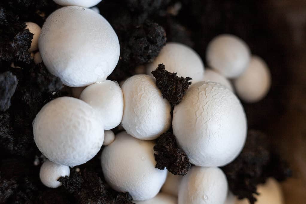 Button mushrooms surpass cremini in popularity