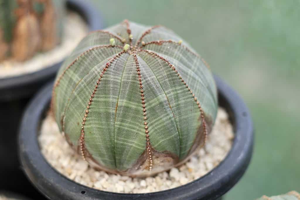 Round baseball plant in a pot