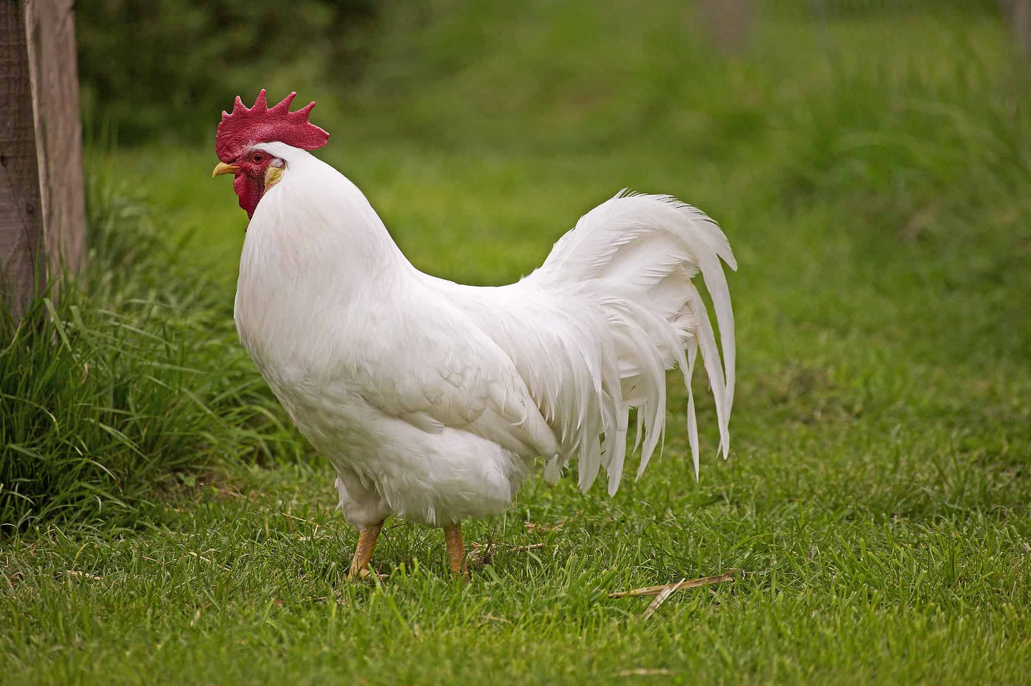 28 White Chicken Breeds You Are Sure to Love - A-Z Animals