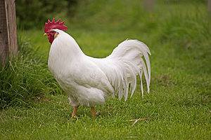 Leghorn Chicken Lifespan: How Long Do Leghorn Chickens Live? Picture