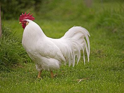 A Leghorn Chicken