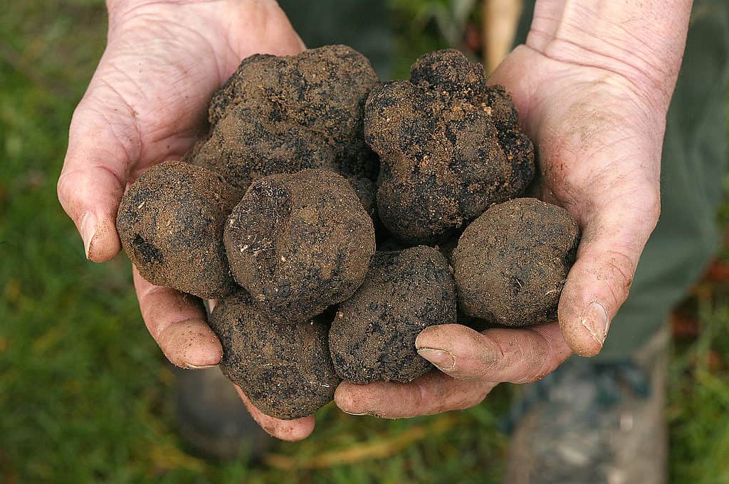 Truffles are lumpy shapes that resemble potatoes