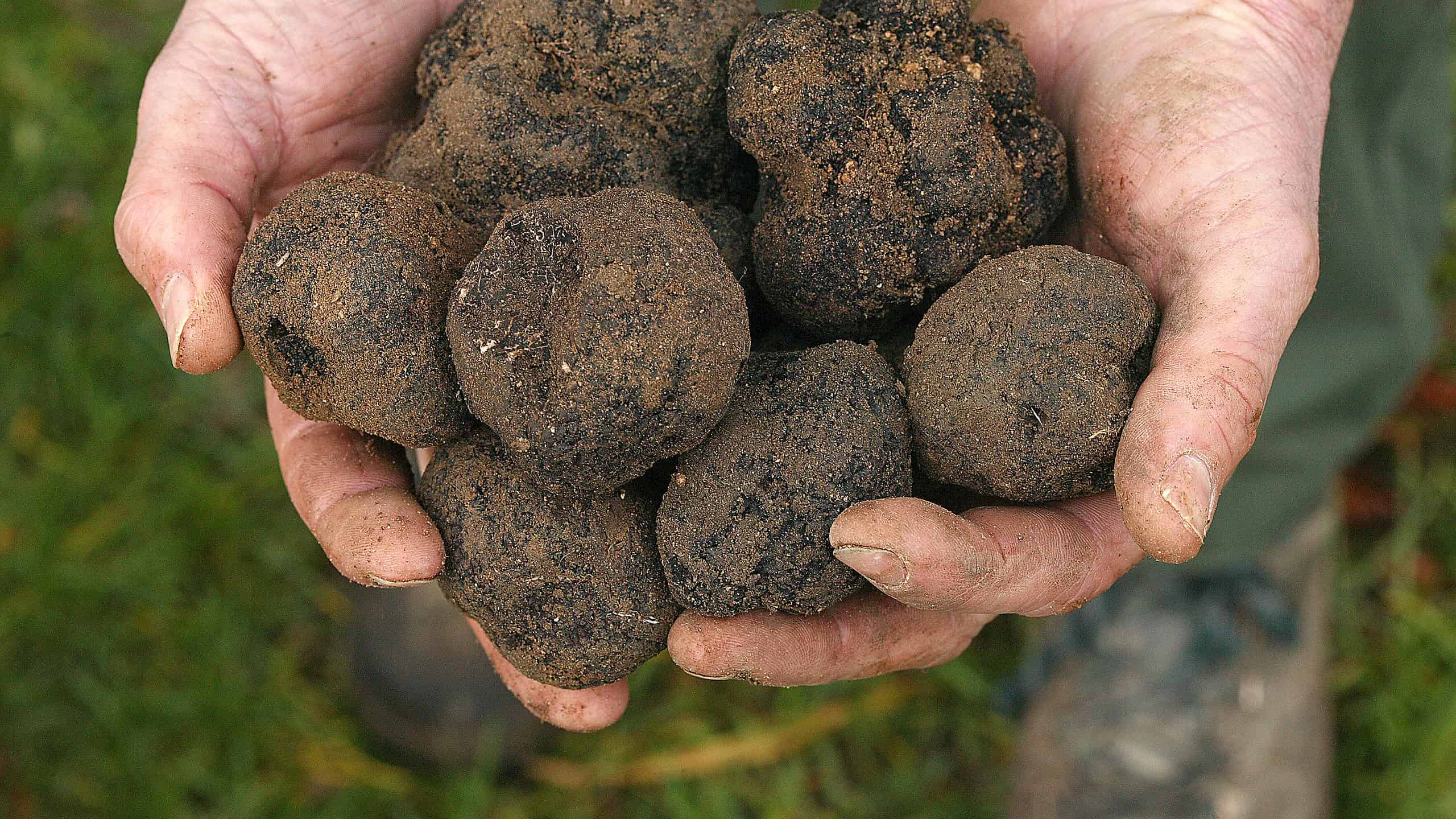French black truffle, Tuber melanosporum