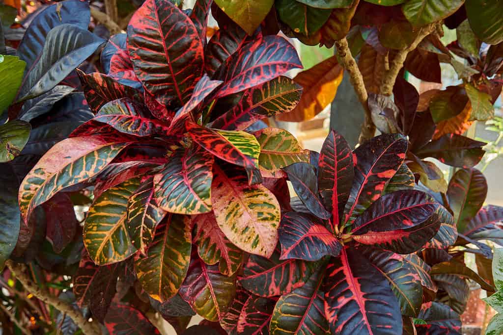 Codiaeum variegatum, Croton, plant with colorful ornamental foliage. Deciduous plant in the botanical garden.
