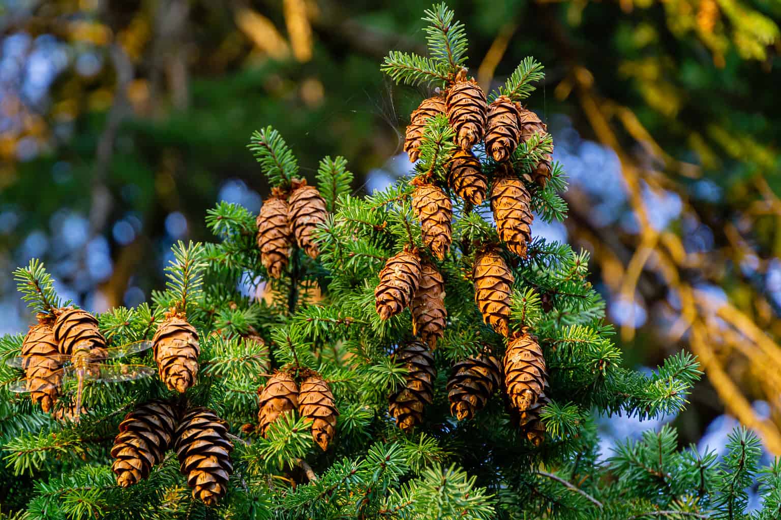 discover-the-10-tallest-trees-in-england-a-z-animals