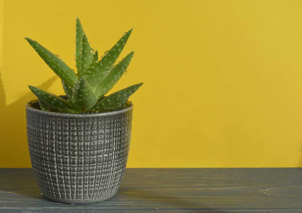 The small aloe brevifolia plant in a pot