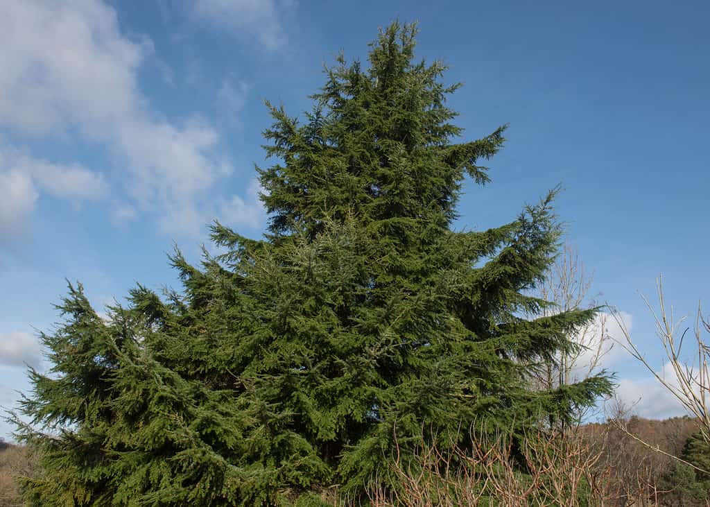 Western Hemlock (Tsuga heterophylla)