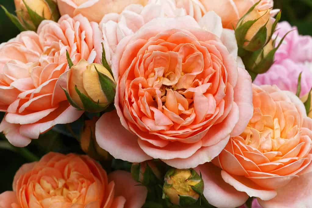 A closeup of peach and orange English roses