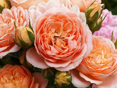 A 10 Types Of Old-Fashioned English Roses