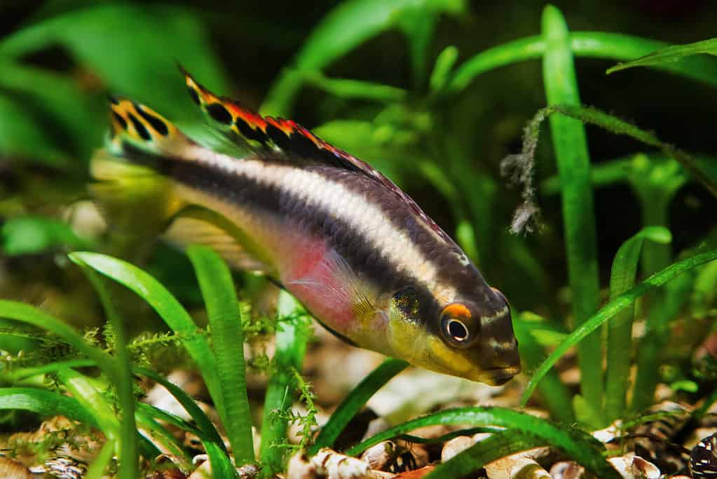 Rainbow krib amongst aquarium plants