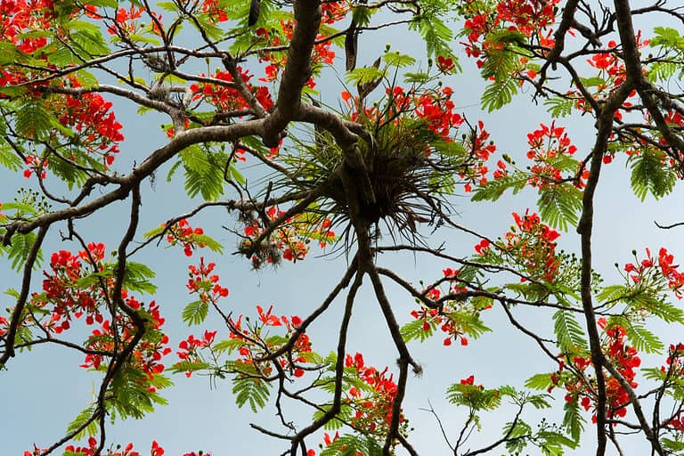 Whether in a rainforest or a desert, Puerto Rico has some of the most stunning flowers on earth!
