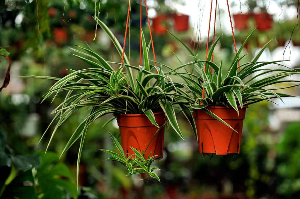 Two spider plants hanging from two small orange pots in a greenhouse