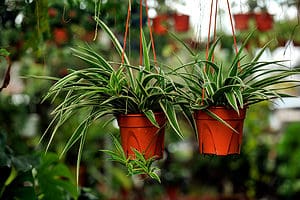 The 7 Best Spots to Put Your Spider Plant (and 5 to Avoid) photo
