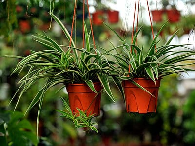 A The 7 Best Spots to Put Your Spider Plant (and 5 to Avoid)