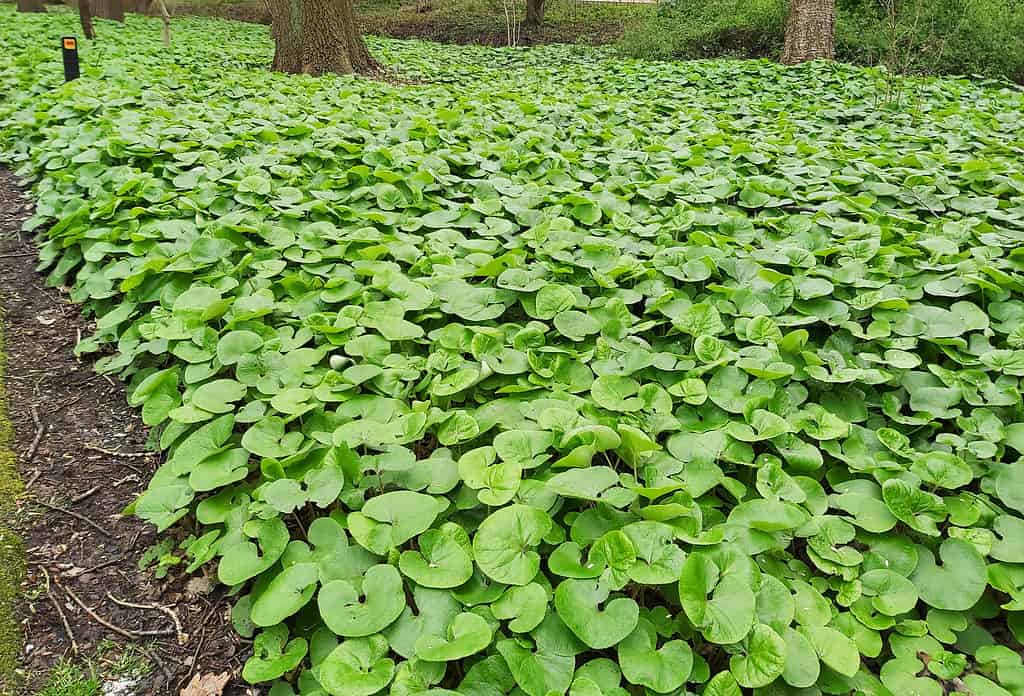 Wild ginger is a ground-cover common in Michigan
