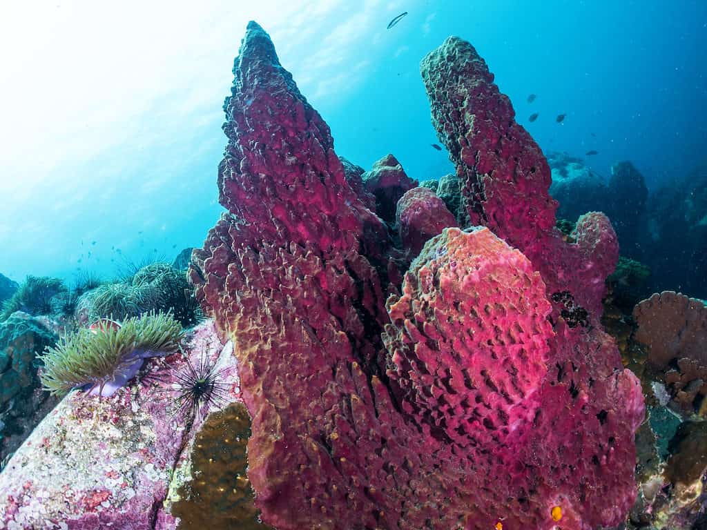 Volcano Sponge