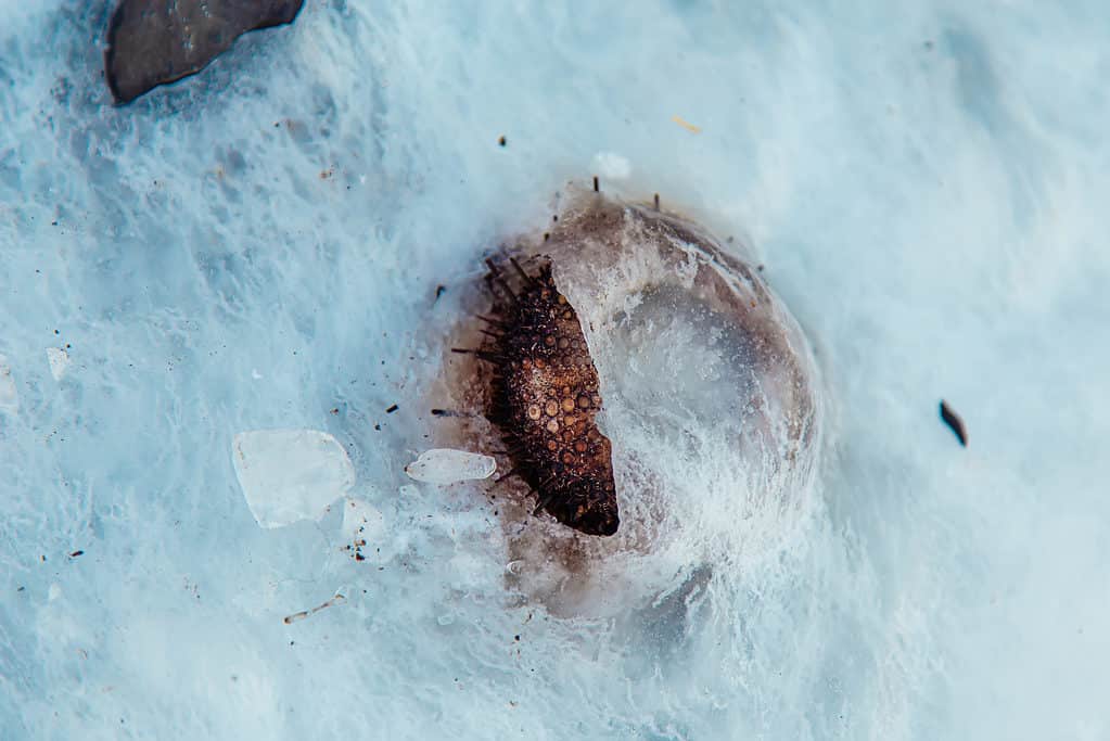 Partly visible sea urchin frozen in place
