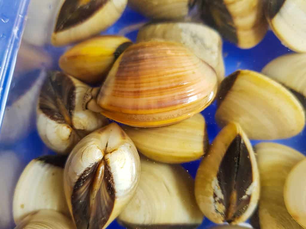 The ocean quahog is thought to be around 400-500 years old. 