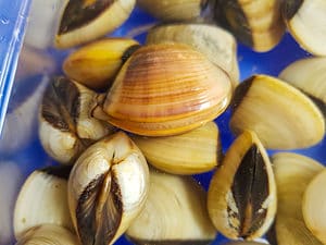 What Are Bivalves? 5 Examples of These Amazing Creatures Picture