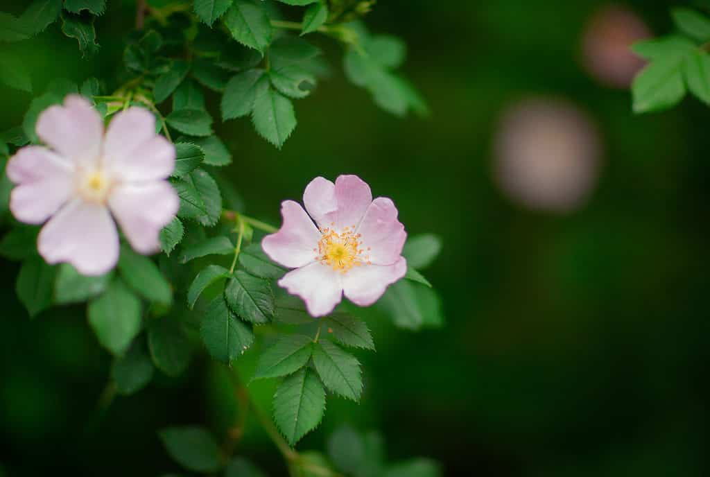 Two swamp roses with light pink petals growing from a green bush