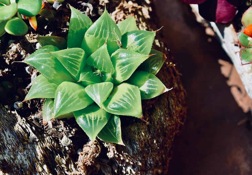 Haworthia retusa