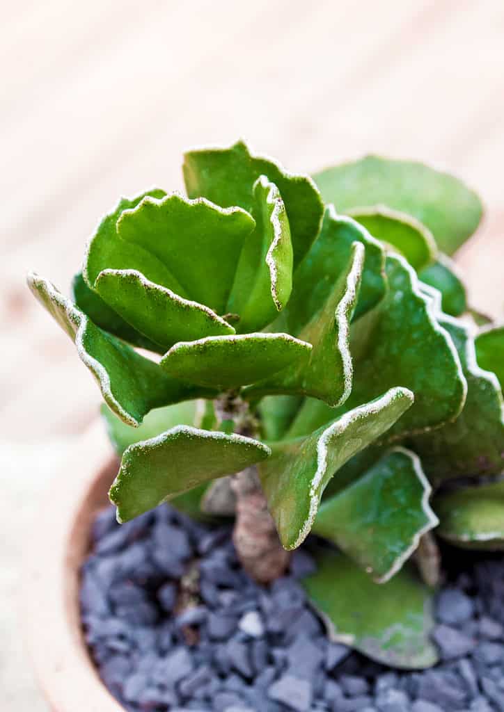 Crinkle leaf plant in a pot