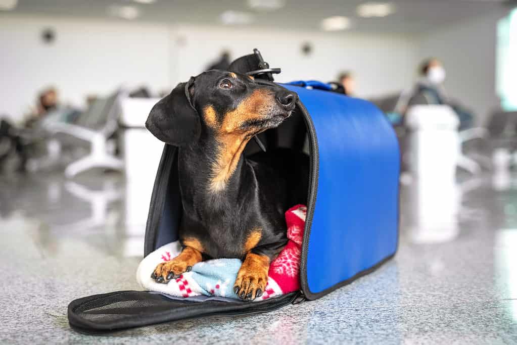 Dog in a carrier