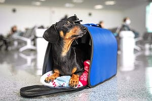 Flying with Your Dog: 11 Essential Tips and Guidelines Before You Go Picture
