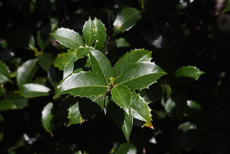 False holly (Osmanthus heterophyllus)
