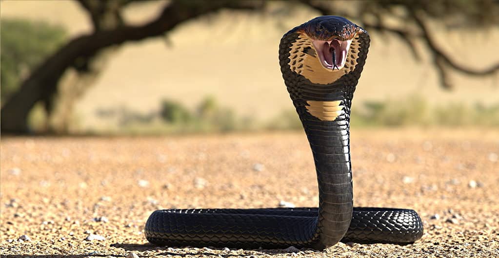 Baby Cobra Striking