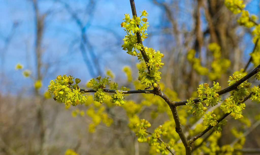 Spicebush (Lindera benzoin)