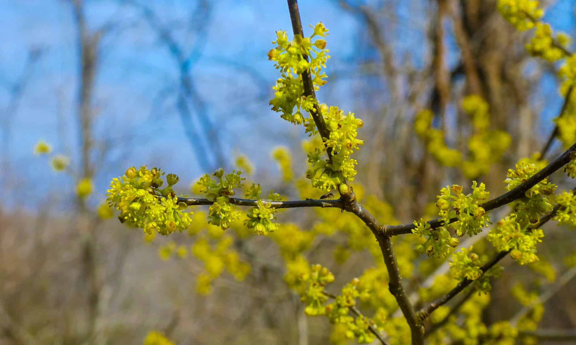 8-native-plants-in-louisiana-a-z-animals