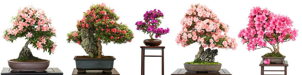 Various shapes of azalea bonsai isolated on white background